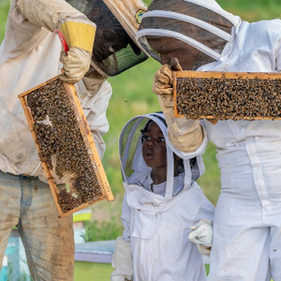 Introduction to Beekeeping – Country Fields Beekeeping Supplies