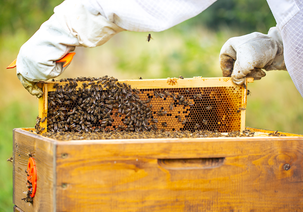 Beekeeping Products & Equipment in NS, NB, NL and PEI, Canada