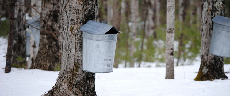 Maple Sugaring & Syrup Supplies and Equipment in NS, NB, NL & PEI ...