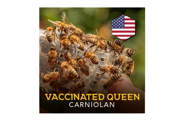 2024 Vaccinated Carniolan Queen - California