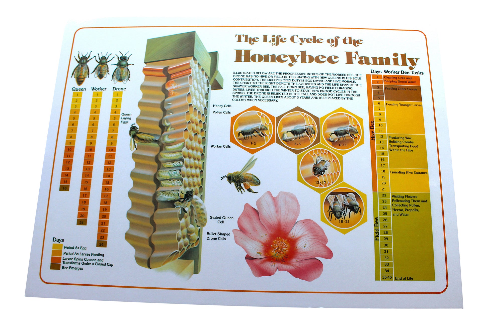 Life Cycle Poster