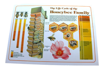 Life Cycle Poster